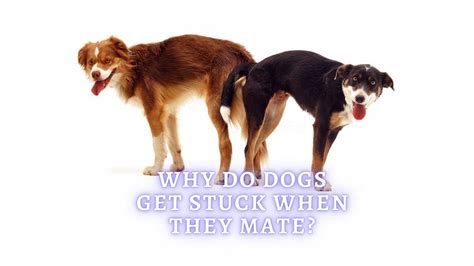 dog intercourse|Ask A Vet: Why Do Dogs Get Stuck Together When。